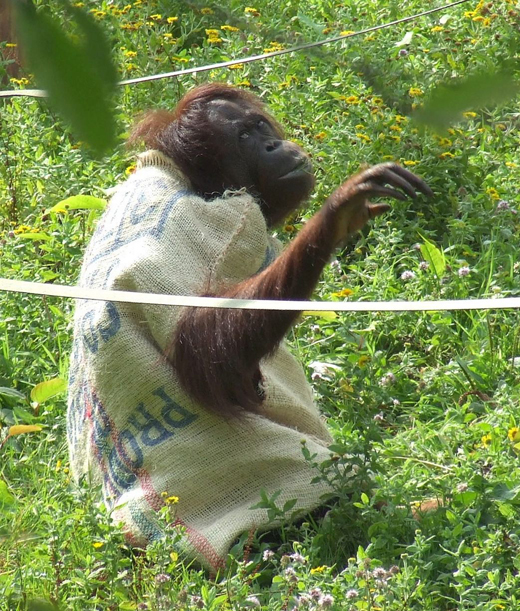 Monkey